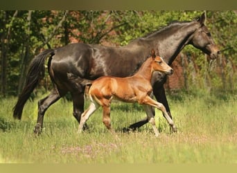 German Sport Horse, Mare, 19 years, 16.2 hh, Black