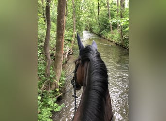 German Sport Horse, Mare, 19 years, 16,2 hh, Brown