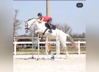 German Sport Horse, Mare, 19 years, 16,3 hh, Grey
