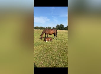 German Sport Horse, Mare, 19 years, 17 hh, Brown