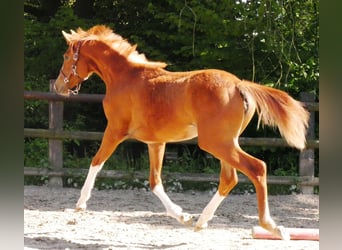 German Sport Horse, Mare, 1 year, 14.1 hh