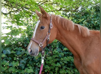 German Sport Horse, Mare, 1 year, 14.1 hh