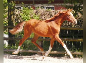 German Sport Horse, Mare, 1 year, 14.1 hh