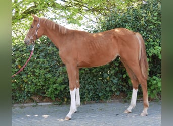 German Sport Horse, Mare, 1 year, 14.1 hh