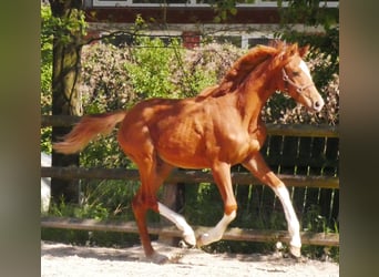 German Sport Horse, Mare, 1 year, 14.1 hh