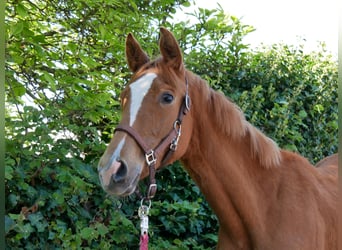 German Sport Horse, Mare, 1 year, 14.1 hh