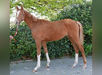 German Sport Horse, Mare, 1 year, 14.1 hh