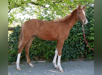 German Sport Horse, Mare, 1 year, 14.1 hh