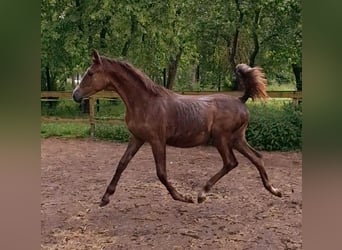 German Sport Horse, Mare, 1 year, 14,2 hh, Can be white