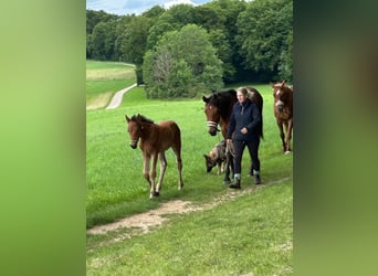 German Sport Horse Mix, Mare, 1 year, 15,2 hh, Brown