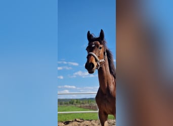 German Sport Horse, Mare, 1 year, 15,3 hh, Bay-Dark
