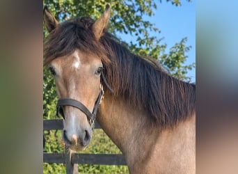 German Sport Horse, Mare, 1 year, 16.1 hh, Can be white