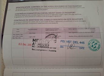 German Sport Horse, Mare, 1 year, 16.1 hh, Can be white