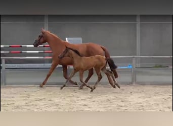 German Sport Horse, Mare, 1 year, 16.2 hh, Bay-Dark