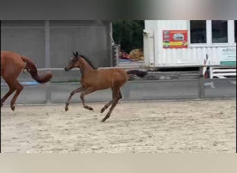 German Sport Horse, Mare, 1 year, 16.2 hh, Bay-Dark