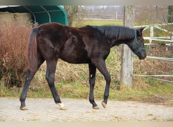 German Sport Horse, Mare, 1 year, 16.2 hh, Black
