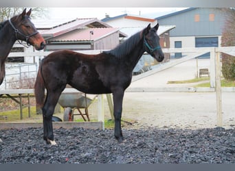 German Sport Horse, Mare, 1 year, 16.2 hh, Black