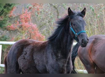German Sport Horse, Mare, 1 year, 16.2 hh, Black