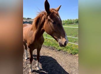 German Sport Horse, Mare, 1 year, 16.2 hh, Chestnut-Red