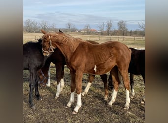 German Sport Horse, Mare, 1 year, 16.2 hh, Chestnut-Red