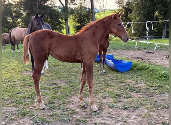 German Sport Horse, Mare, 1 year, 16.2 hh, Chestnut-Red