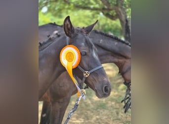 German Sport Horse, Mare, 1 year, 16.2 hh, Smoky-Black