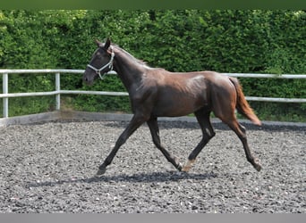 German Sport Horse, Mare, 1 year, 16.3 hh, Black