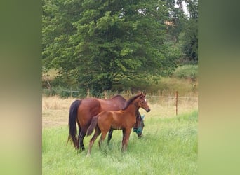 German Sport Horse, Mare, 1 year, 16 hh, Brown