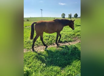 German Sport Horse, Mare, 1 year, 16 hh, Brown