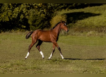 German Sport Horse, Mare, 1 year, 16 hh, Brown