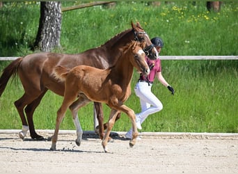 German Sport Horse, Mare, 1 year, 16 hh, Chestnut-Red