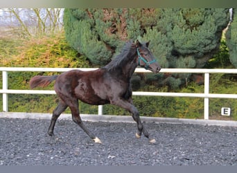 German Sport Horse, Mare, 1 year, 16,2 hh, Black