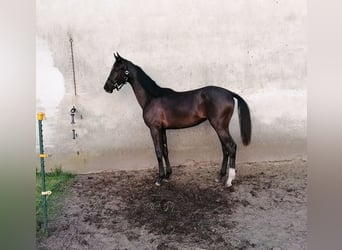 German Sport Horse, Mare, 1 year, 16,2 hh, Black