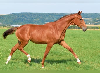 German Sport Horse, Mare, 1 year, 16,2 hh, Chestnut