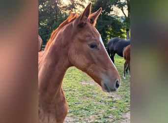 German Sport Horse, Mare, 1 year, 16,2 hh, Chestnut-Red