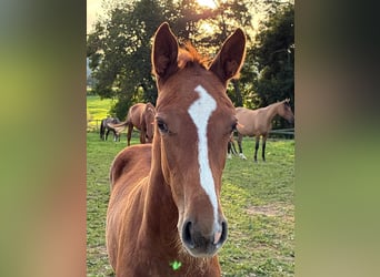 German Sport Horse, Mare, 1 year, 16,2 hh, Chestnut-Red