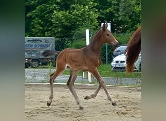German Sport Horse, Mare, 1 year, 17 hh, Bay-Dark