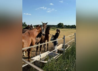 German Sport Horse, Mare, 1 year, 17 hh, Brown
