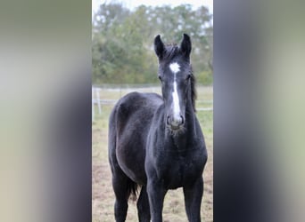 German Sport Horse, Mare, 1 year, 17 hh, Grey-Dapple