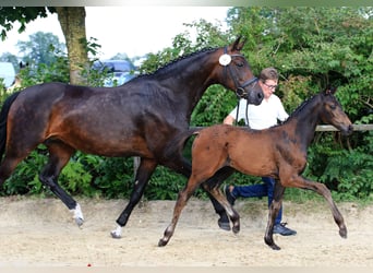 German Sport Horse, Mare, 1 year, Bay-Dark