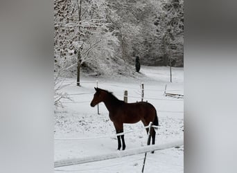 German Sport Horse, Mare, 1 year, Bay-Dark