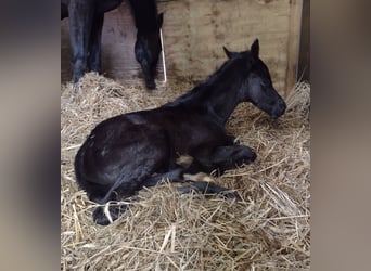 German Sport Horse, Mare, 1 year, Black