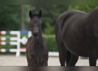 German Sport Horse, Mare, 1 year, Black