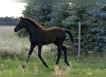 German Sport Horse, Mare, 1 year, Black