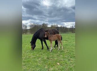 German Sport Horse, Mare, 1 year, Brown
