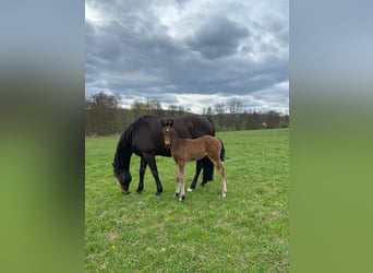 German Sport Horse, Mare, 1 year, Brown