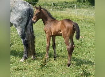 German Sport Horse, Mare, 1 year, Brown