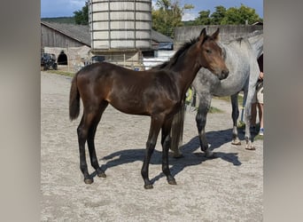 German Sport Horse, Mare, 1 year, Brown