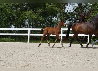 German Sport Horse, Mare, 1 year, Brown