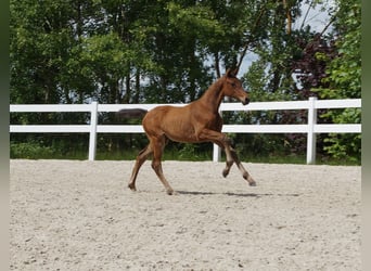 German Sport Horse, Mare, 1 year, Brown